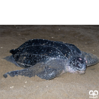 گونه لاکپشت چرمی Leatherback Turtle